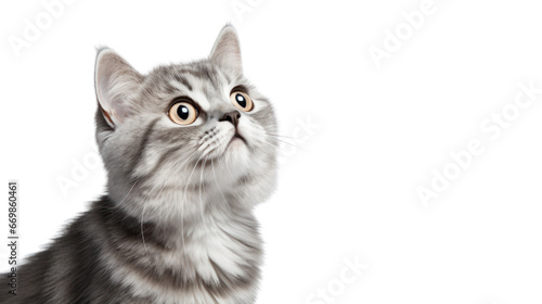 beautiful cat on the transparent background