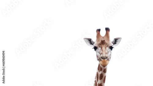 giraffe on the transparent background © EmmaStock
