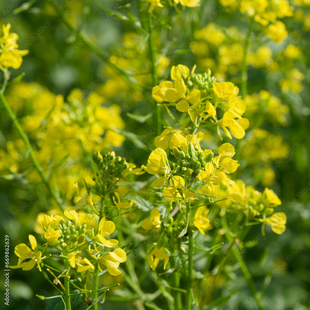 Mustard field (Sinapis alba) with yellow flowers on high green leafy stems close-up
Mustard field (Sinapis alba) with yellow flowers on high green leafy stems close-up