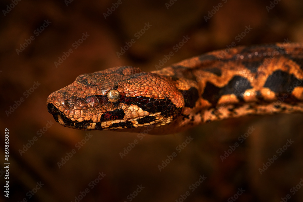Fototapeta premium Tree Boa, wildlife nature.