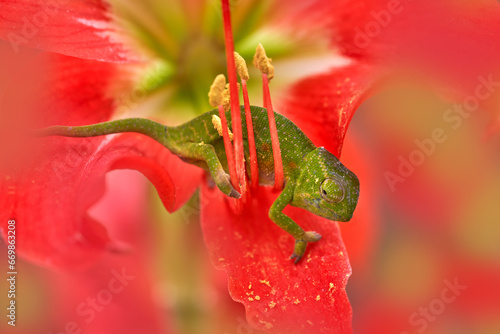 Chameleon in red flower bloom. Wills’ chameleon, Furcifer willsii, in the habitat, Andasibe-Mantadia NP in Madagascar. Lizard in flower. Madagascar wildlife. Close-up macro detail. photo