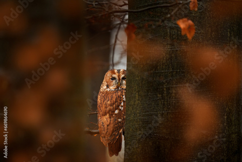 Tawny owl hidden in the fall wood, sitting on tree trunk in the dark forest habitat. Beautiful animal in nature. Bird in the Germany forest. Autumn wildlife in the Forrest. Orange leaves with bird.