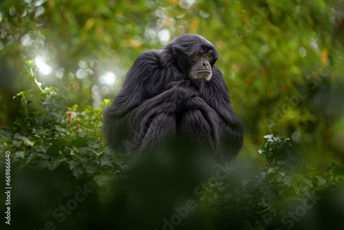 Siamang Symphalangus syndactylus, Malaysia, Indonesia photo