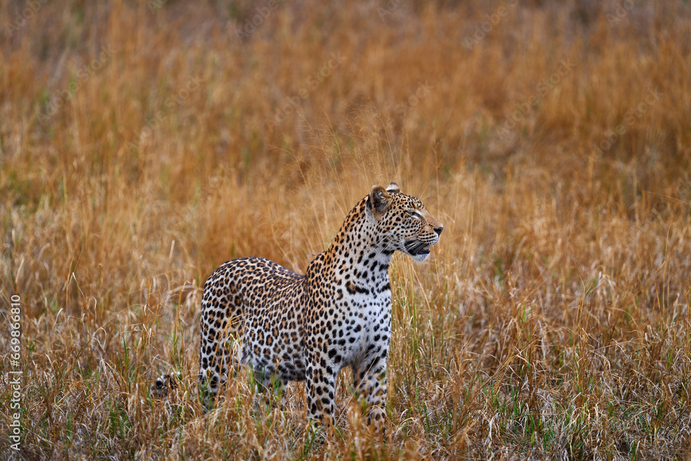 Botswana wildlife. Leopard, Panthera pardus shortidgei, grass walk nature habitat, big wild cat in the nature habitat, sunny day on the savannah, Okavango delta Botswana. Wildlife nature, Africa Botswana wildlife. Leopard, Panthera pardus shortidgei, grass walk nature habitat, big wild cat in the nature habitat, sunny day on the savannah, Okavango delta Botswana. Wildlife nature, Africa