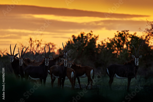 Antelope group herd with orange evenig sunset. Sable antelope, Hippotragus niger, savanna antelope found in Botswana in Africa. Detail portrait of antelope, head with big ears and antlers. Wildlife.