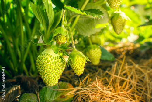 Green unripe strawberries grow on a plantation close-up