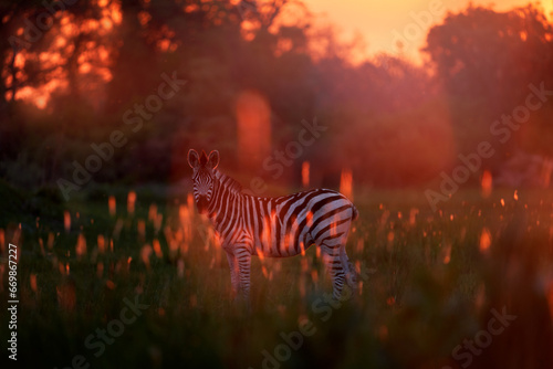 Wildlife, zebra sunset. Bloom flower grass with morning backlight on the meadow field with zebra, Okavago delta, Botswana in Africa. Sunset in the nature, widlife in Botswana. Africa Travel. © ondrejprosicky