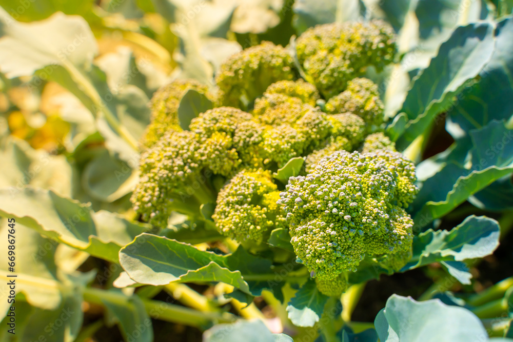 Broccoli growing in a home garden on a sunny summer day. Growing healthy vegetables Broccoli growing in a home garden on a sunny summer day. Growing healthy vegetables