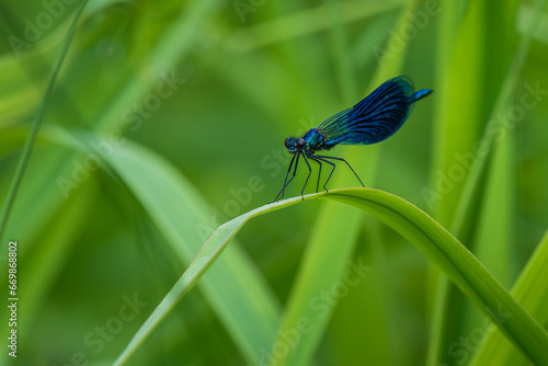 The banded demoiselle stay on the grass leaf on the grass field