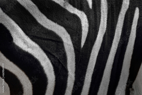 Zebra close-up detail of fur coat  Art view on African nature. Wildlife in South Africa. Black fur with white lines.