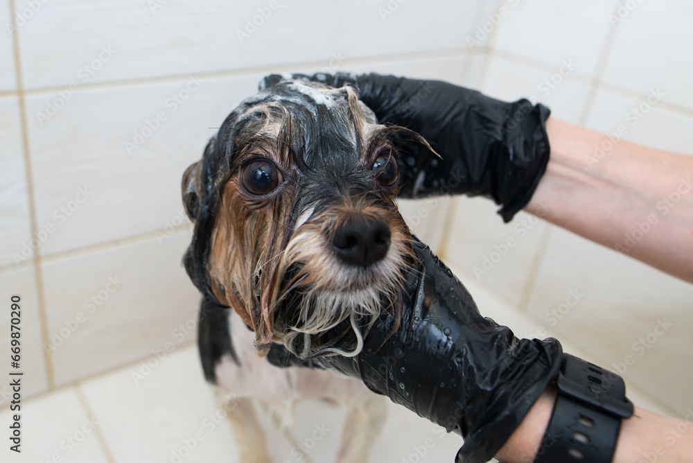washing a soapy yorkshire terrier with water in a grooming salon - obrazy, fototapety, plakaty 