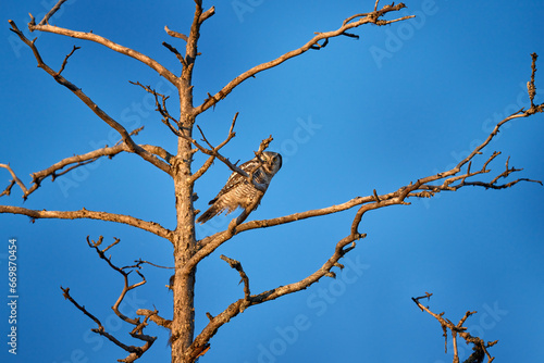 Nature of north Europe. northern hawk owl, Surnia ulula, larch tree. Hawk Owl in nature forest habitat during cold winter. Wildlife scene from nature, blue sky, evening light, Kuhmo, Finland, Europe.