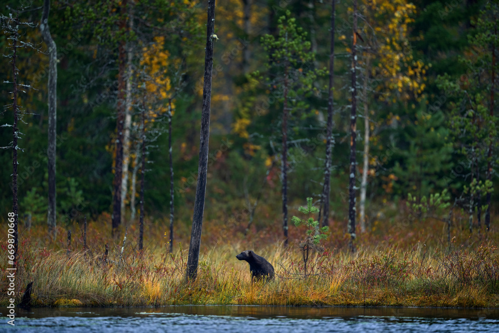 Finland wildlife. Wolverine in autumn forest lake habitat. Animal running in fall golden grass. Wolverine behaviour in habitat, Finland taiga. Wildlife scene from nature, yellow birch tree. Finland wildlife. Wolverine in autumn forest lake habitat. Animal running in fall golden grass. Wolverine behaviour in habitat, Finland taiga. Wildlife scene from nature, yellow birch tree.