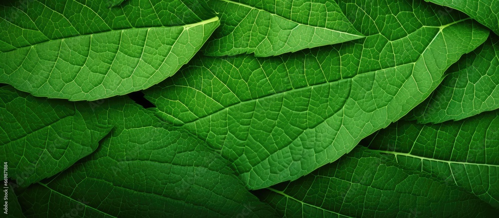 Close up of green leaf texture organic cosmetic product background natural green leaves chlorophyll green wallpaper cell photosynthesis Close up of green leaf texture organic cosmetic product background natural green leaves chlorophyll green wallpaper cell photosynthesis