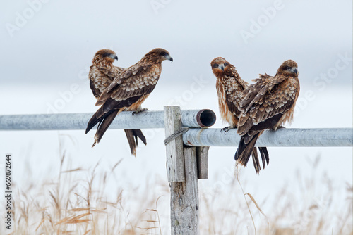 Black kite, Milvus migrans, sitting on the tree during winter in Japan. Forest in background, wildlife from Asia.