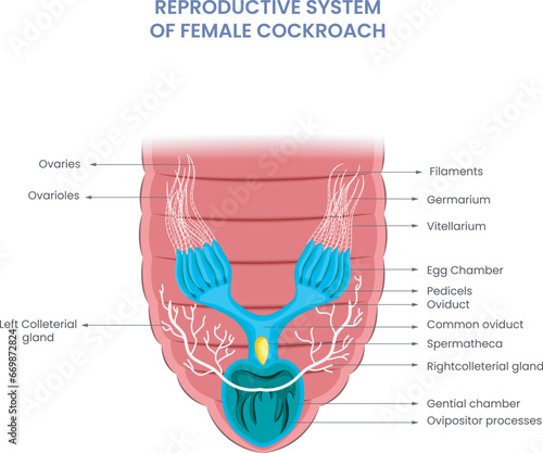 Female cockroach rerodctive sysem have Ovaries, oviducts, external genitalia for egg production, fertilization