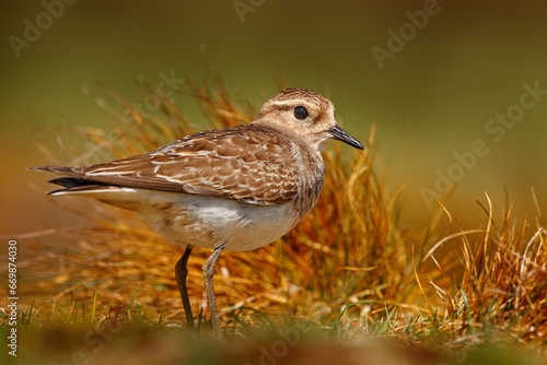 Rufous-chested plover, Charadrius modestus, small greey bird in the grass. Plover in the golden evening habitat, Volunteer Point in Falkland Islands in South Atlantic. Bird in nature, wildlife. © ondrejprosicky