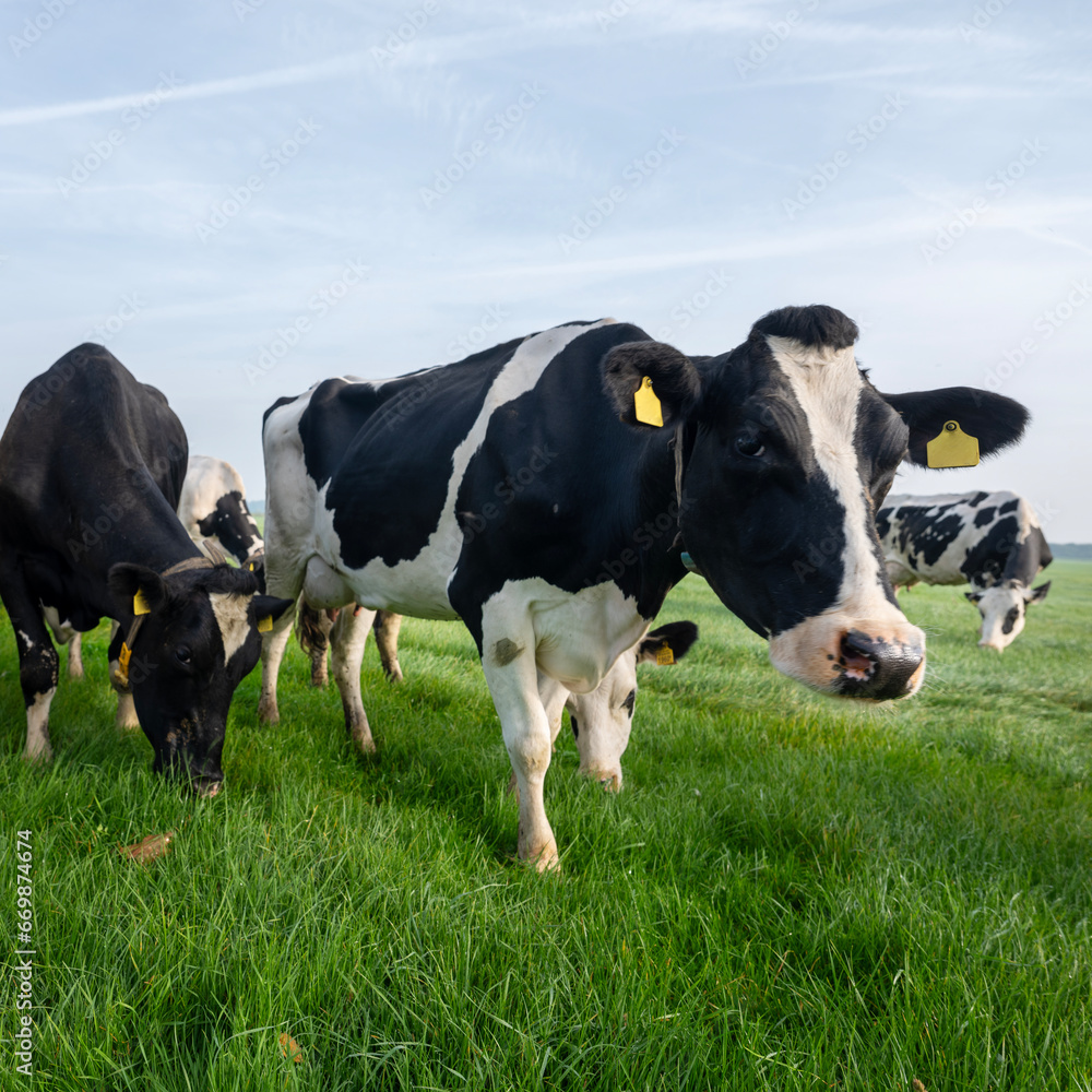 spotted holstein cows in meadow near farm in holland spotted holstein cows in meadow near farm in holland