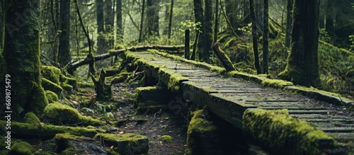 Antique forest setting with mossy trees and a vintage film aesthetic