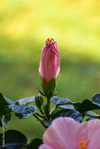 kwiat hibiskusa, rozkwitający różowy pąk