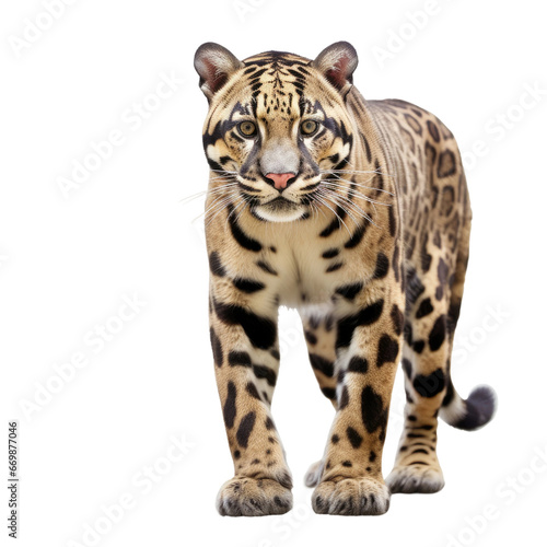 Realistic Formosan Clouded Leopard, on transparent background.