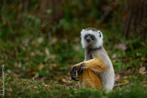 Diademed sifaka, Propithecus diadema, monkey in green grass forest in Andasibe Mantadia NP, Madagascar. Lemur in the nature habitat. Sifaka on the tree, sunny day. Wildlife Madagascar, lemur on tree.
