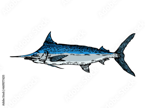 Swordfish atlantic blue marlin hand drawn color line art sketch engraving vector illustration. T-shirt apparel print design. Scratch board imitation. Black and white hand drawn image.