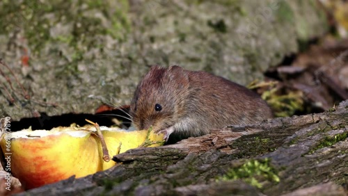 House mouse (Mus musculus), Germany, Europe