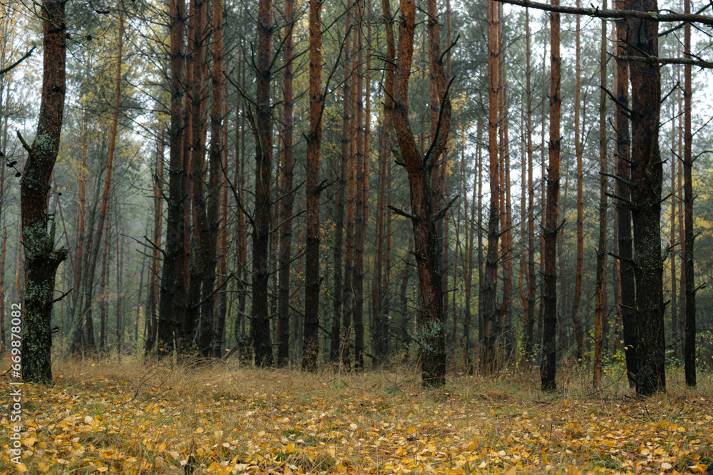 Fototapeta premium autumn summer on the forest