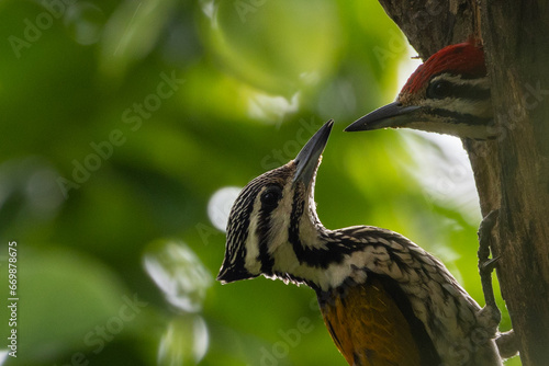 The beauty of the Order Piciformes in the nature of Thailand. photo