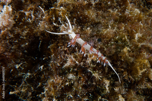 Hervia (Cratena peregrina) in Mediterranean Sea photo