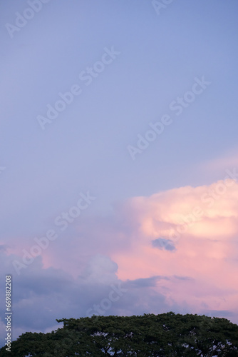 nature and landscape concept with twilight sky with large tree and cloud