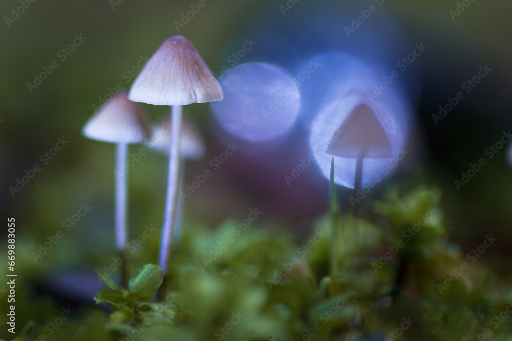 Defocused background. Selective focusing with shallow depth of field. Mushrooms containing psilocybin grow in the forest. Artistic photography. Defocused background. Selective focusing with shallow depth of field. Mushrooms containing psilocybin grow in the forest. Artistic photography.