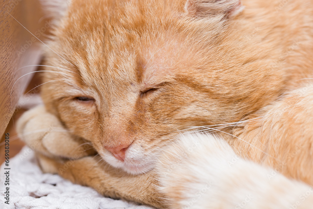 A beautiful red cat is sleeping. Close-up photo.