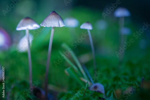 Shallow depth of field photo. Defocused background. Selective focus on the mushroom cap. Mushrooms. containing psilocybin, grow in the forest.
