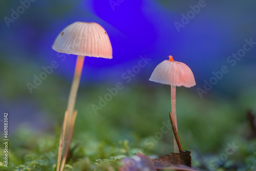 defocused background. Selective focusing with shallow depth of field on a mushroom cap. Closeup of hallucinogenic mushrooms containing psilocybin.