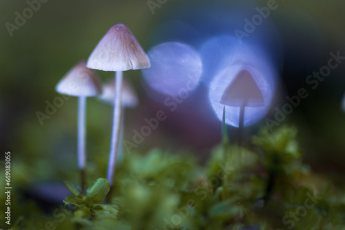 Defocused background. Selective focusing with shallow depth of field. Mushrooms containing psilocybin grow in the forest. Artistic photography.