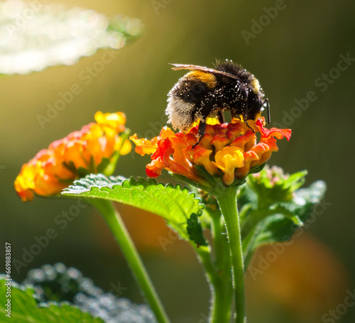 Macro image of an isolated bumblebee - Bombus terrestris - photographed on orange flowers against natural background. photo
