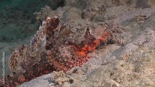 Scorpionfish super close up resting on sandy ocean floor photo