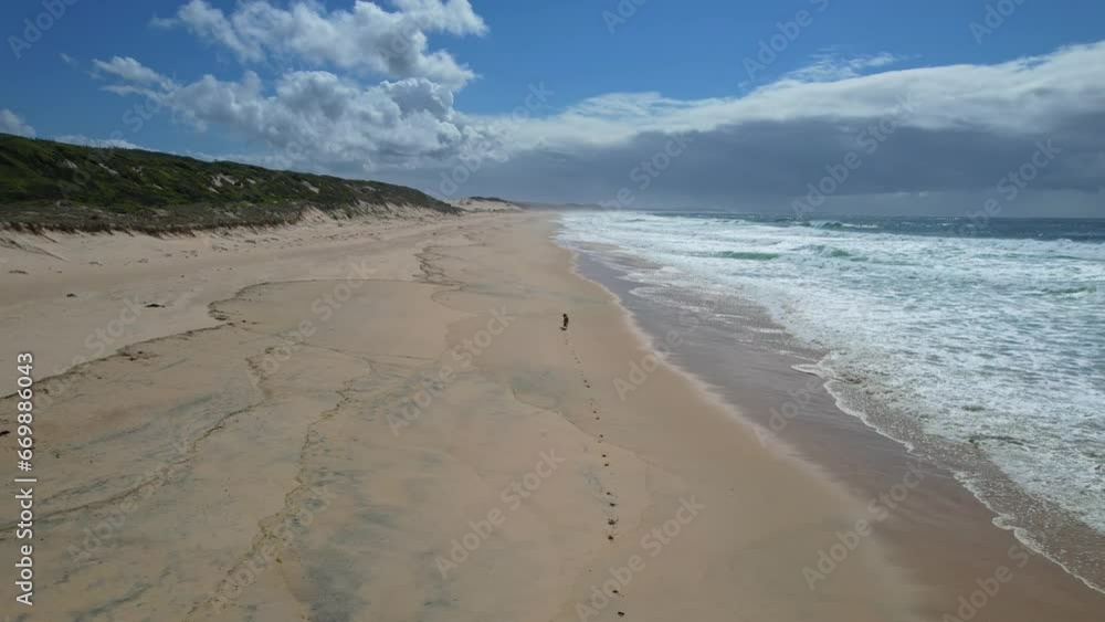 Dingoes Running On The Beach - Hawks Nest NSW Australia Rare Aerial Footage Dingoes Running On The Beach - Hawks Nest NSW Australia Rare Aerial Footage