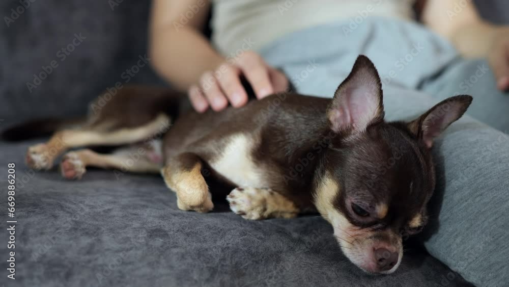 Owner petting the sleepy brown and tan Chihuahua puppy dog. Owner petting the sleepy brown and tan Chihuahua puppy dog.