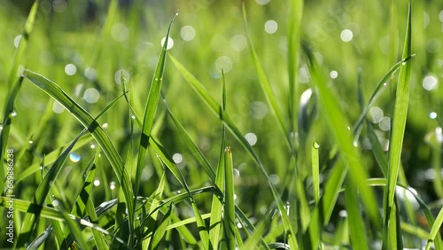 Close up of green grass waving in wind during summer time.