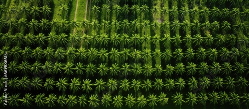 Birds eye perspective of coconut plantation with orderly rows of coconut trees and interspersed banana plantation photo