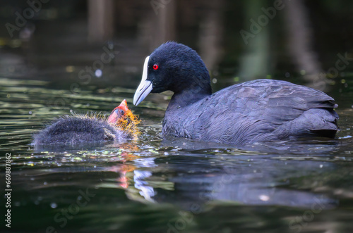 Australian coot mother feeding chick in a pond.