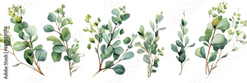 Eucalyptus watercolor set  Green plant collection isolated on white background.