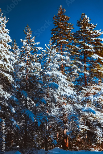 Winter pine trees covered by snow