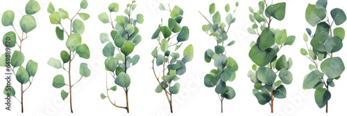 Eucalyptus watercolor set  Green plant collection isolated on white background.