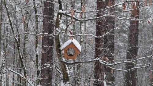 Birds eat food in a feeder during an autumn snowstorm in the forest. Common tits and tufted tits.