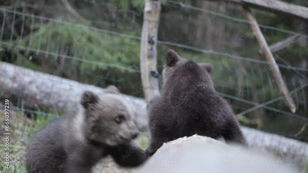 Two bear cub sibling playing in forest Two bear cub sibling playing in forest