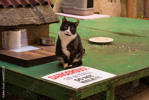 Photography A street cat at a shelter built by local residents in the historic centre of Split in Croatia